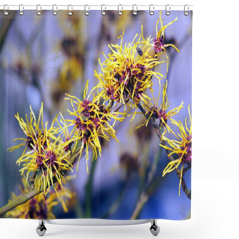 Personality  Blooming Hamamelis - Witch Hazel Shower Curtains