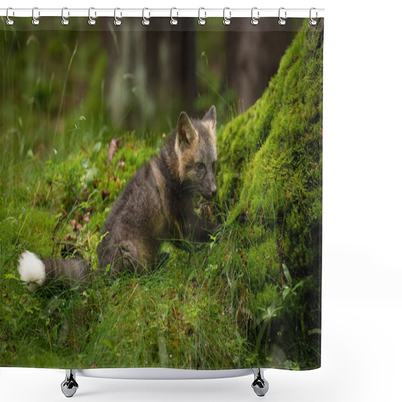 Personality  Young Fox With Grey Fur Plays In A Green Forest, Blending Into The Lush Surroundings. It Pauses, Alert And Curious, Capturing The Essence Of Youthful Energy And Natural Beauty. Shower Curtains