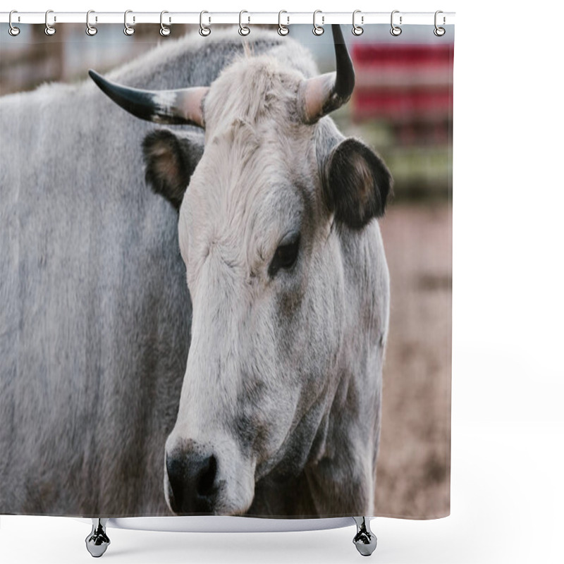 Personality  Close Up View Of Domesticated Bull At Zoo Shower Curtains