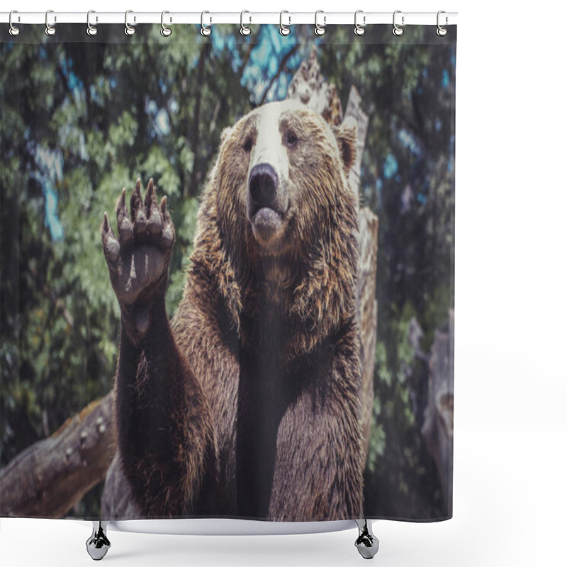 Personality  Bear Waving With Claw Majestic And Powerful Animal Shower Curtains