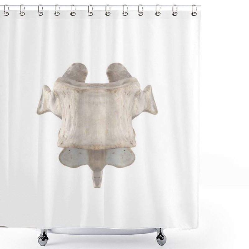 Personality  T6 Thoracic Vertebra  Isolated On White Anterior View Shower Curtains