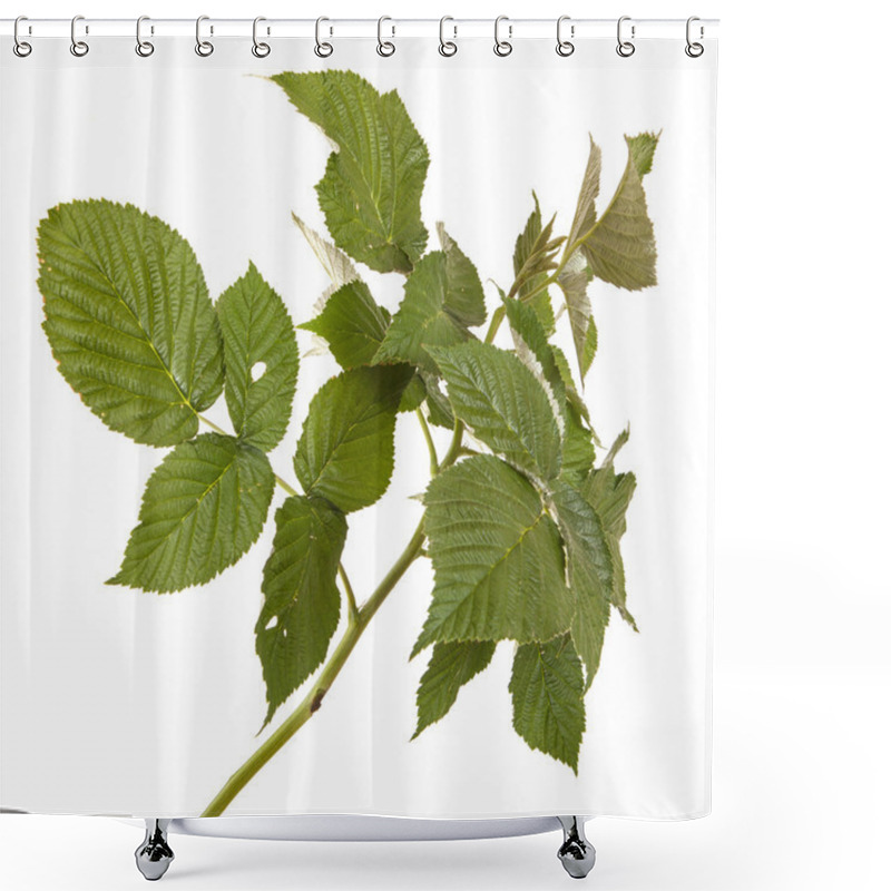 Personality  Green Raspberry Leaves. Isolated On White Background Shower Curtains