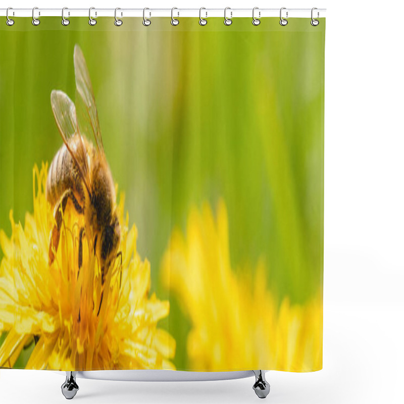 Personality  Honey Bee Covered With Yellow Pollen Collecting Nectar From Dandelion Flower. Shower Curtains