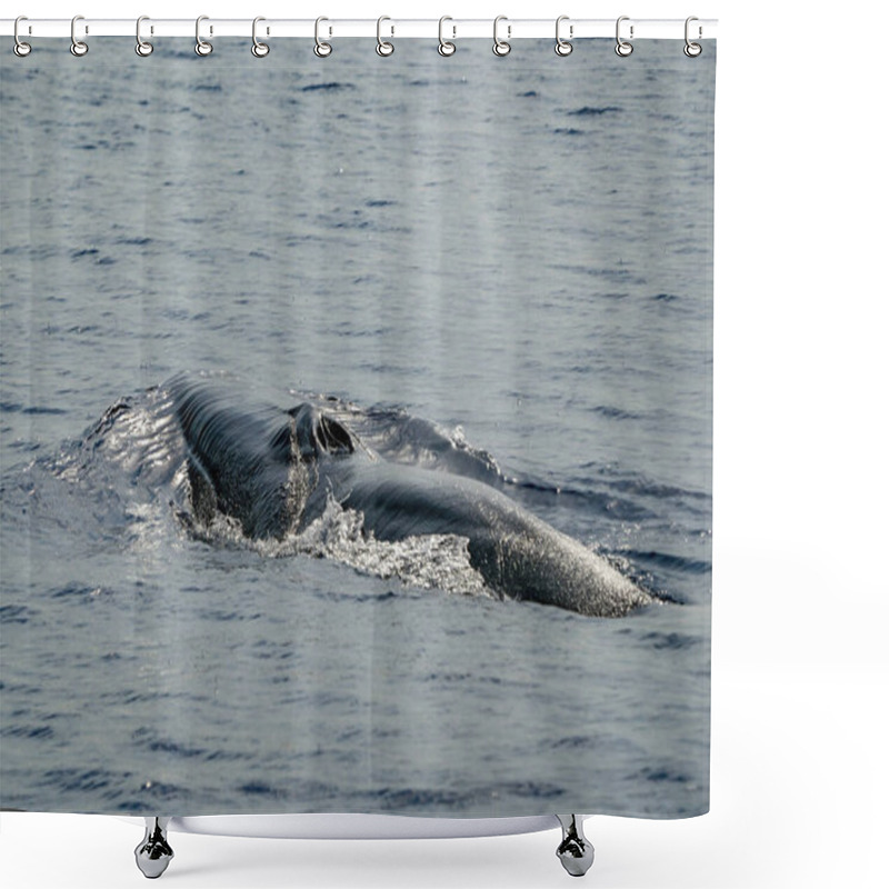 Personality  A Fin Whale Balaenoptera Physalus Endangered Rare To See In Mediterranean Sea Shower Curtains