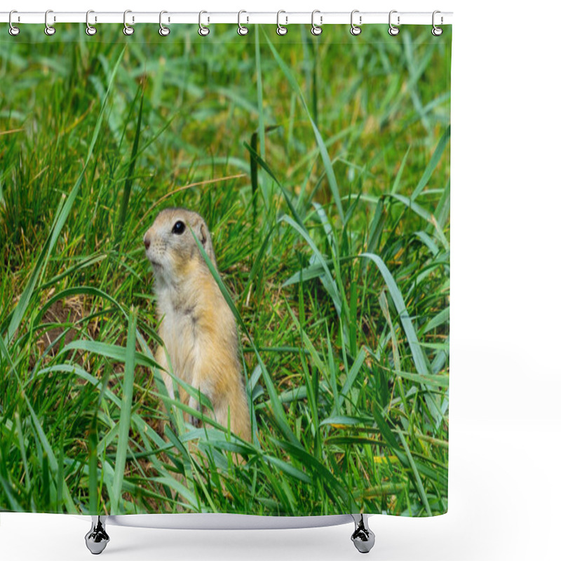 Personality  Gray Gopher In The Grass On His Hind Legs Shower Curtains