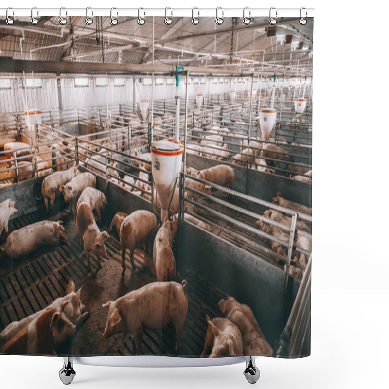 Personality  Lots Of Pigs In Animal Shed Eating, Standing And Lying. Meat Industry Concept. Shower Curtains