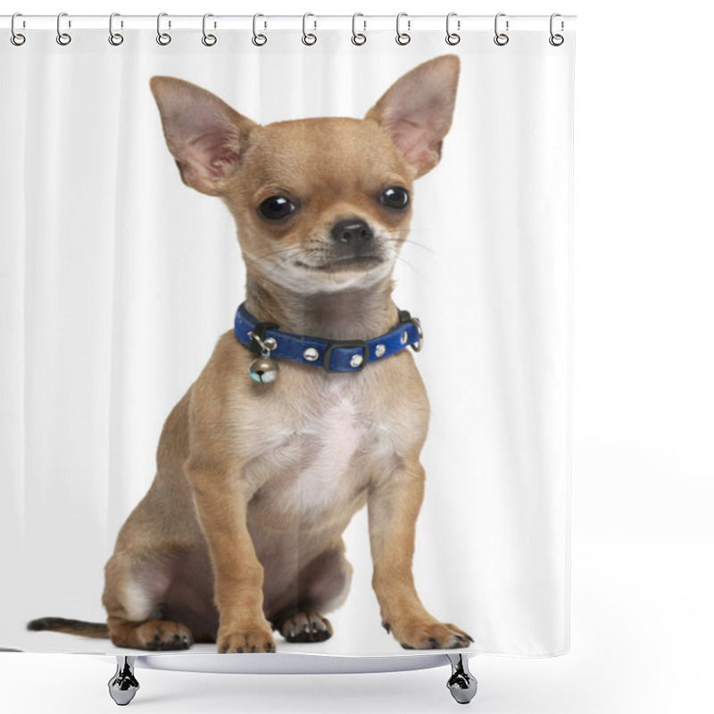 Personality  Chihuahua Puppy, 6 Months Old, Sitting In Front Of White Background Shower Curtains