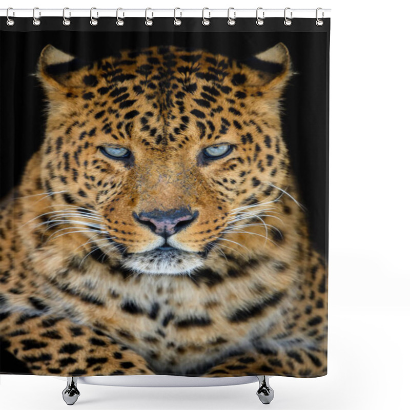 Personality  Close Up Beautiful Big Leopard Isolated On Black Background Shower Curtains