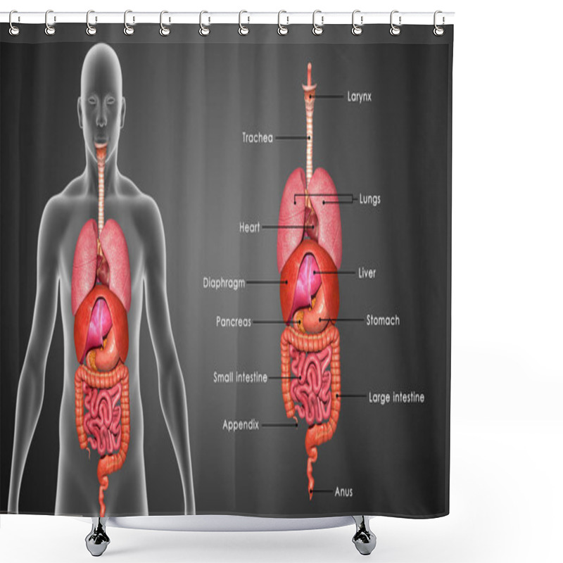 Personality  Human Organs System Shower Curtains