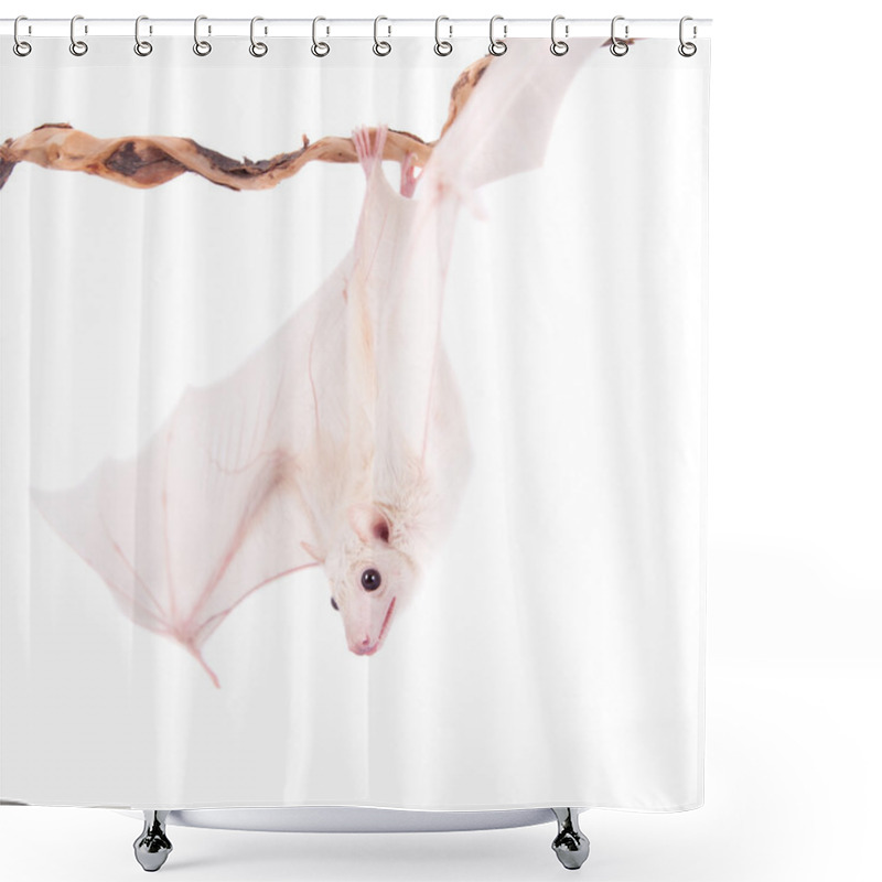 Personality  Egyptian Fruit Bat Isolated On White Shower Curtains