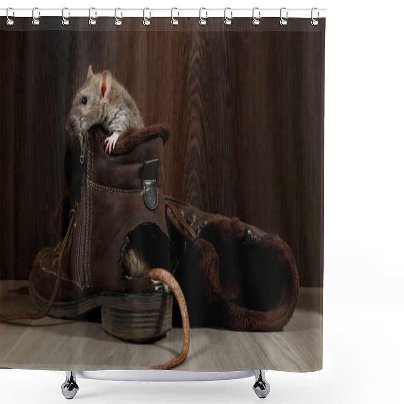 Personality  Close-up A Rat Sits In Ragged Brown Boot On The Gray Floors. The Tail Protrude From Hole. The Concept Of Rodent Control. Shower Curtains