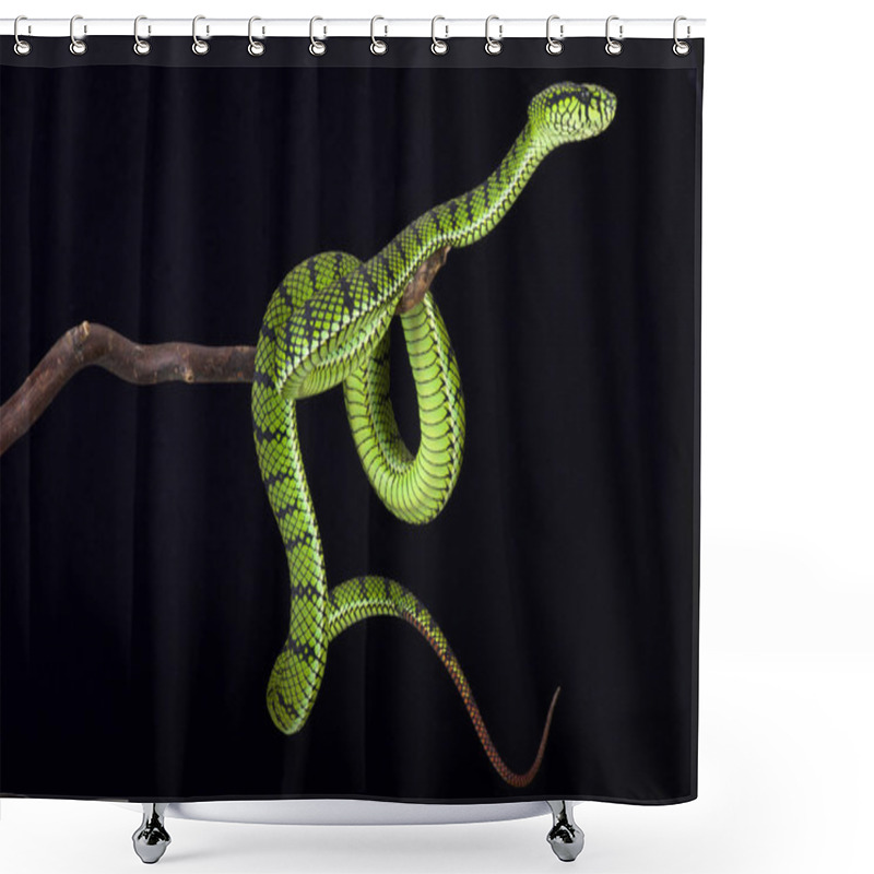 Personality  The Sumatra Pit Viper (Parias Sumatranus) Is A Large, Venomous, Snake Species Found On Sumatra, Indonesia. Shower Curtains