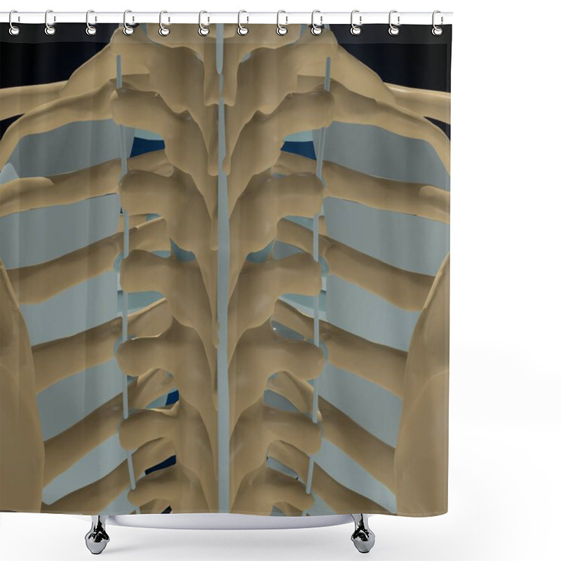 Personality  Human Bones Joints And Ligaments Anatomy For Medical Concept 3D Illustration Shower Curtains