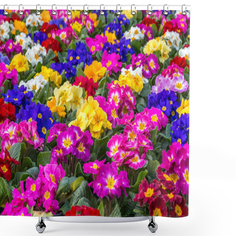 Personality  Beautiful Primrose Flowers. Shower Curtains