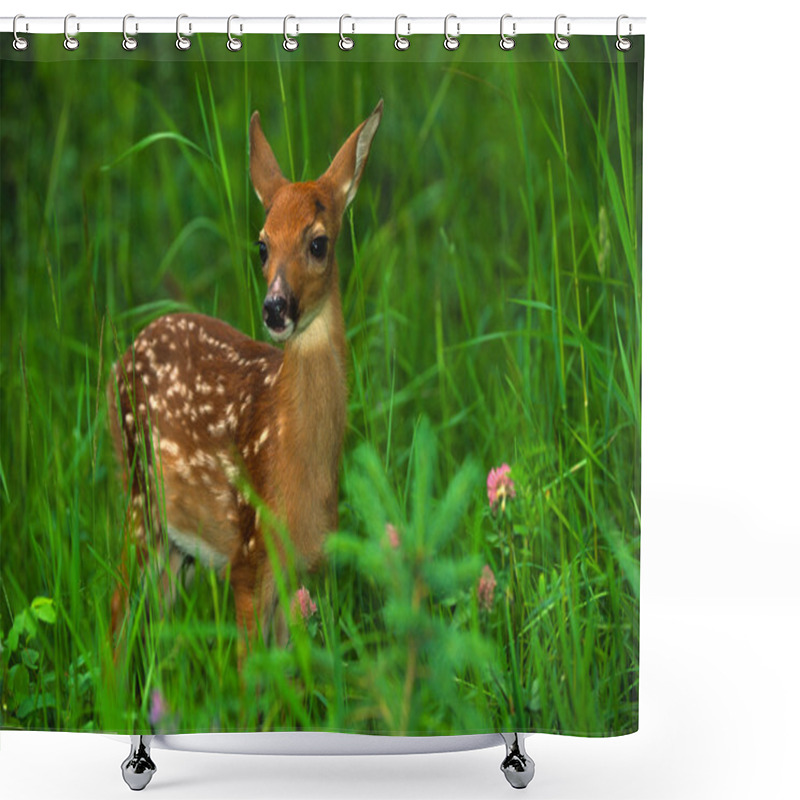 Personality  Whitetail Deer Fawn Shower Curtains