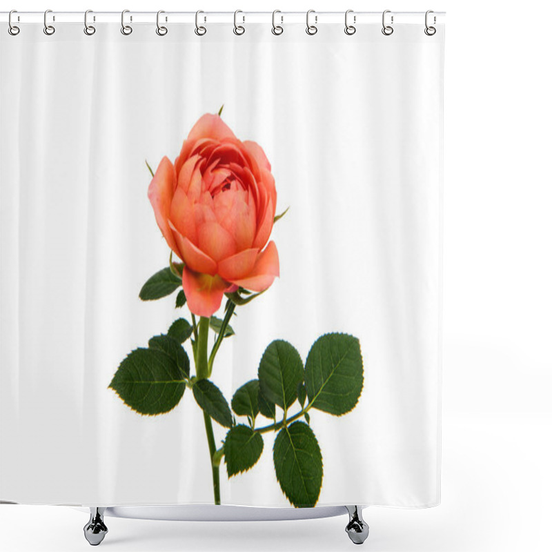 Personality  Beautiful Rosette Isolated  Shower Curtains