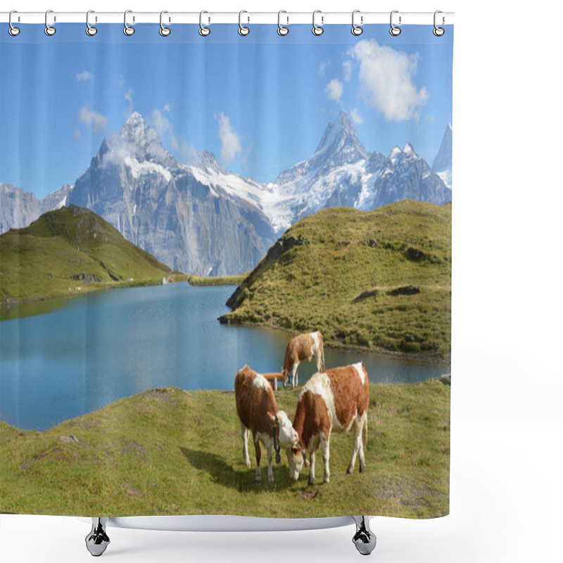 Personality  Cows In An Alpine Meadow. Jungfrau Region, Switzerland Shower Curtains