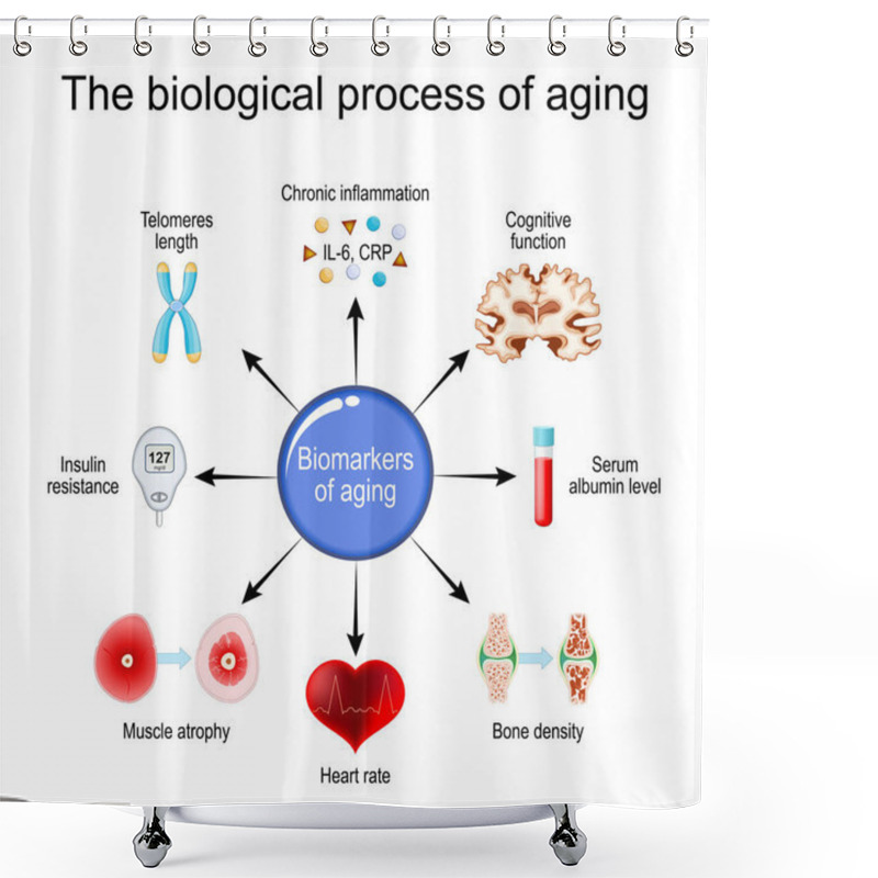 Personality  Aging Process. Frailty Biomarkers. Cellular Senescence. Epigenetic Clocks. Vector Diagram Shower Curtains