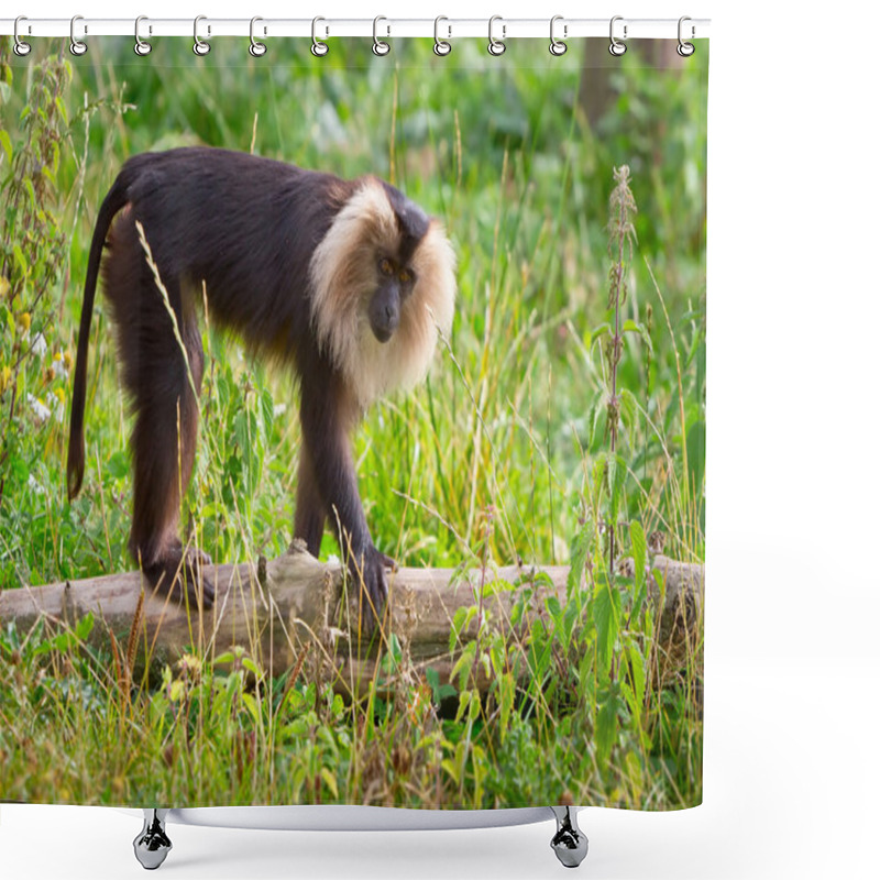 Personality  Lion Tailed Macaque Monkey Shower Curtains