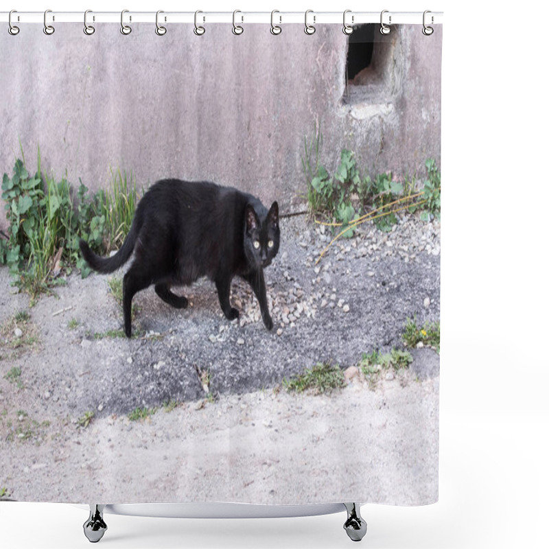 Personality  The Domestic Cat Is A Carnivorous Mammal. He Has Been With People For Over 9,500 Years And Is Currently The Most Famous Pet In The World. The Domestic Cat Is Very Close To The European Wild Cat Shower Curtains