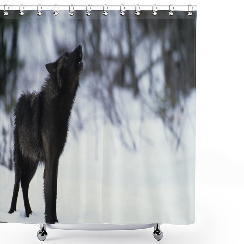 Personality  Howling Wolf In Winter Shower Curtains