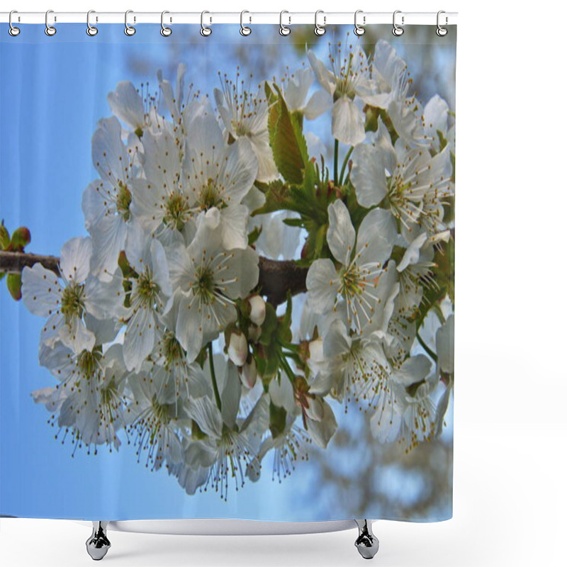 Personality  Blossoming Cherry Tree, Prunus Avium, In Spring Shower Curtains