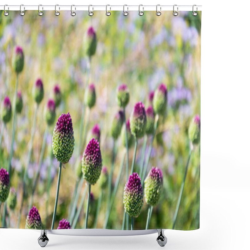 Personality  Beautiful Purple Green Blooming Round-headed Garlic Flower, Allium Sphaerocephalon On Blurred Summer Meadow Background, Sunny Day Shower Curtains