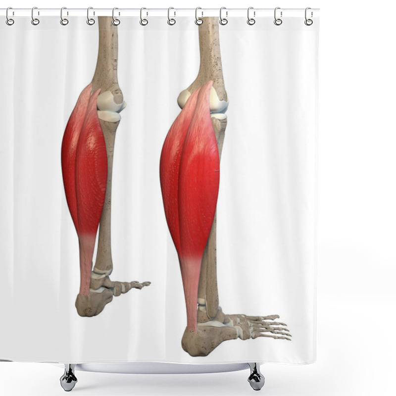 Personality  This 3d Illustration Shows The Gastrocnemius Muscles On Skeleton On A White Background Shower Curtains