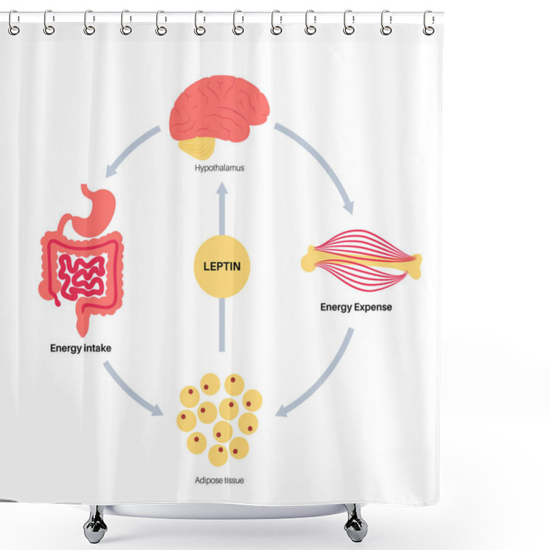 Personality  Hunger Appetite Hormones Shower Curtains