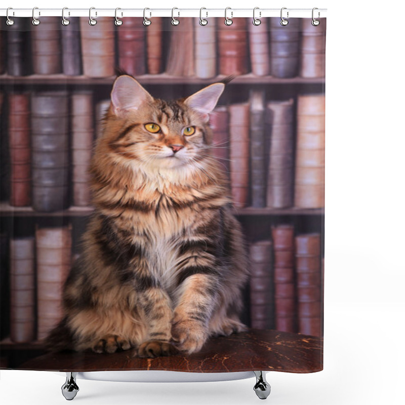 Personality  Tabby Maine Coon Cat Shower Curtains