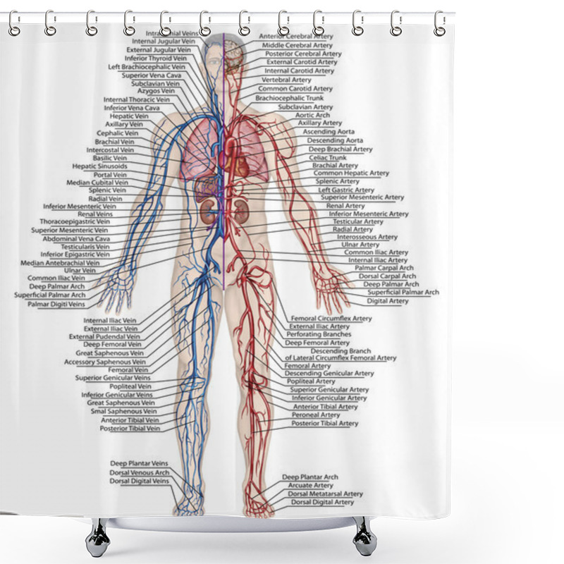 Personality  Human Bloodstream - Didactic Board Of Anatomy Of Blood System Of Human Circulation Sanguine, Cardiovascular, Vascular, Arterial And Venous System Shower Curtains