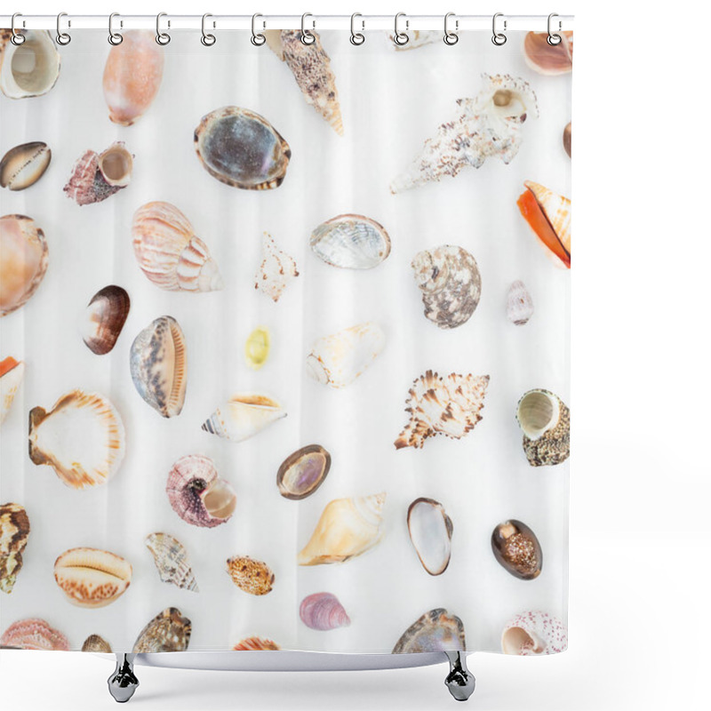 Personality  Various Sea Shells On White Shower Curtains