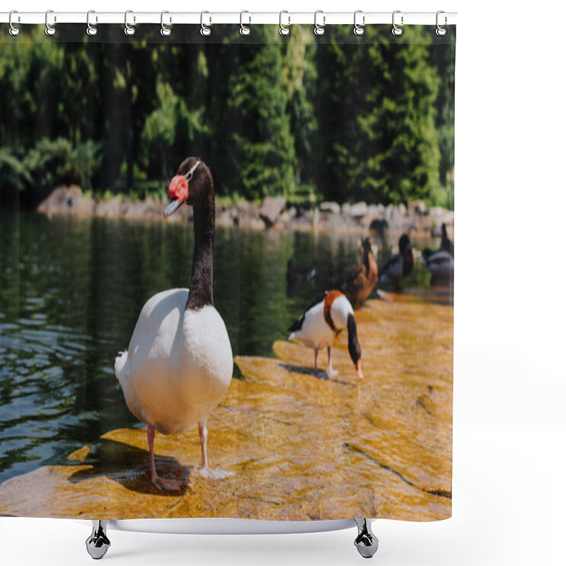 Personality  Selective Focus Of Swan And Ducks On Shallow Water  Shower Curtains