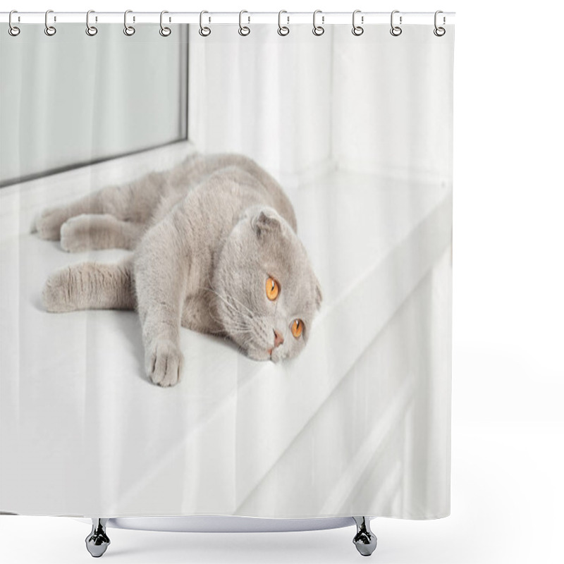 Personality  Scottish Fold Cat Shower Curtains