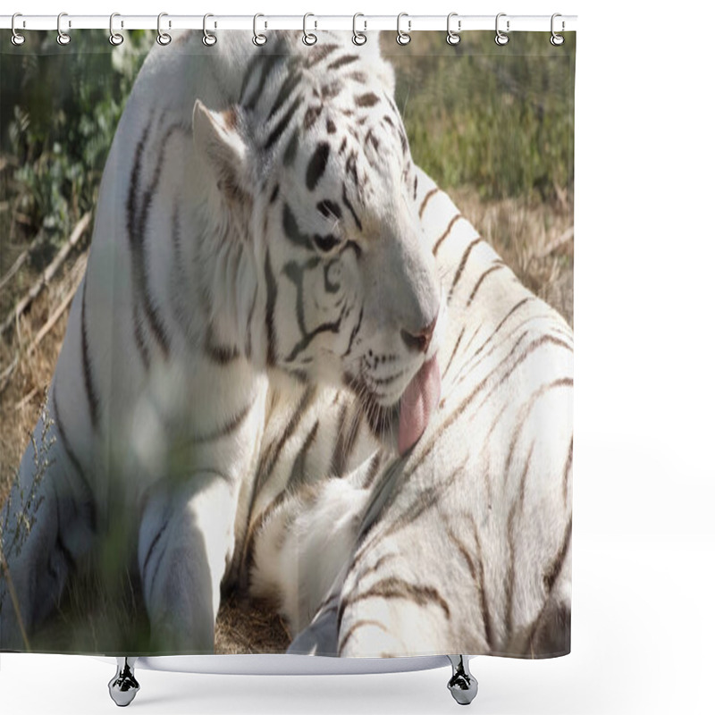 Personality  Sunlight On Striped White Tiger Licking Fur In Zoo Shower Curtains