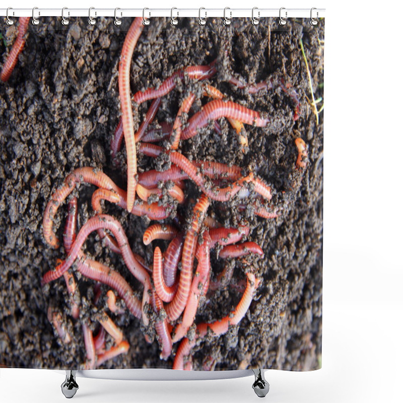 Personality  Red Worms In Compost Shower Curtains