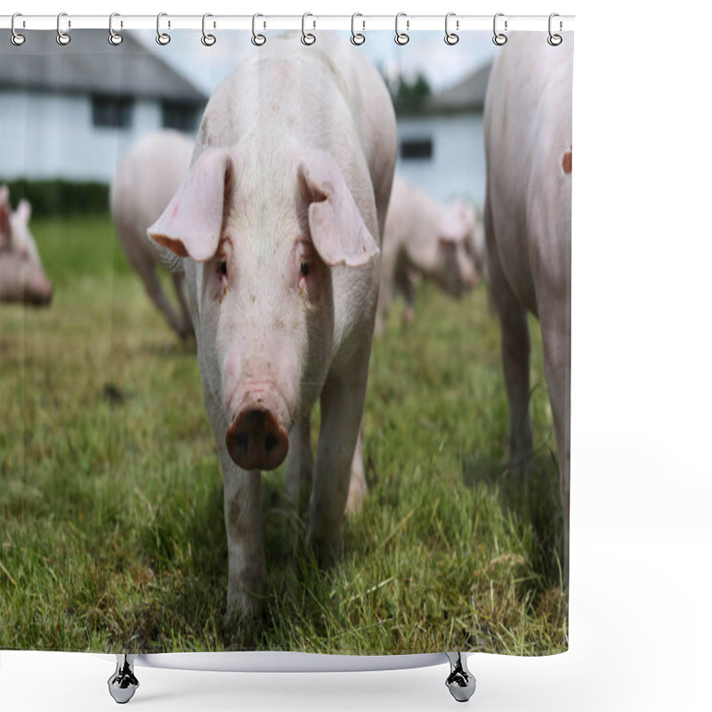 Personality  Young Piglet On Green Grass Meadow At Pig Breeding Farm Rural Scene Shower Curtains