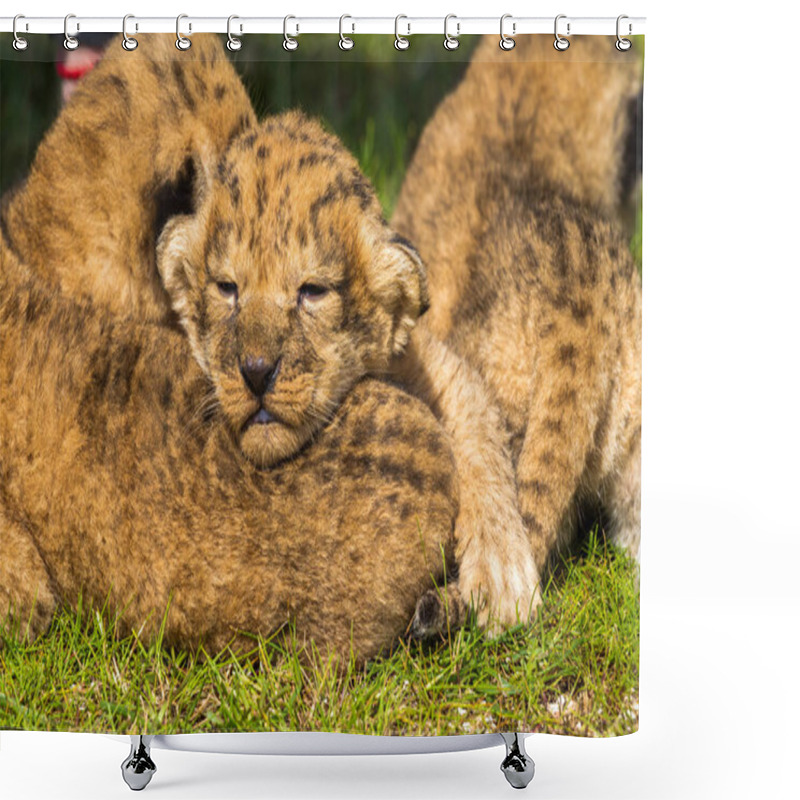 Personality  Four Very Small Lion Cubs Are Tired Shower Curtains