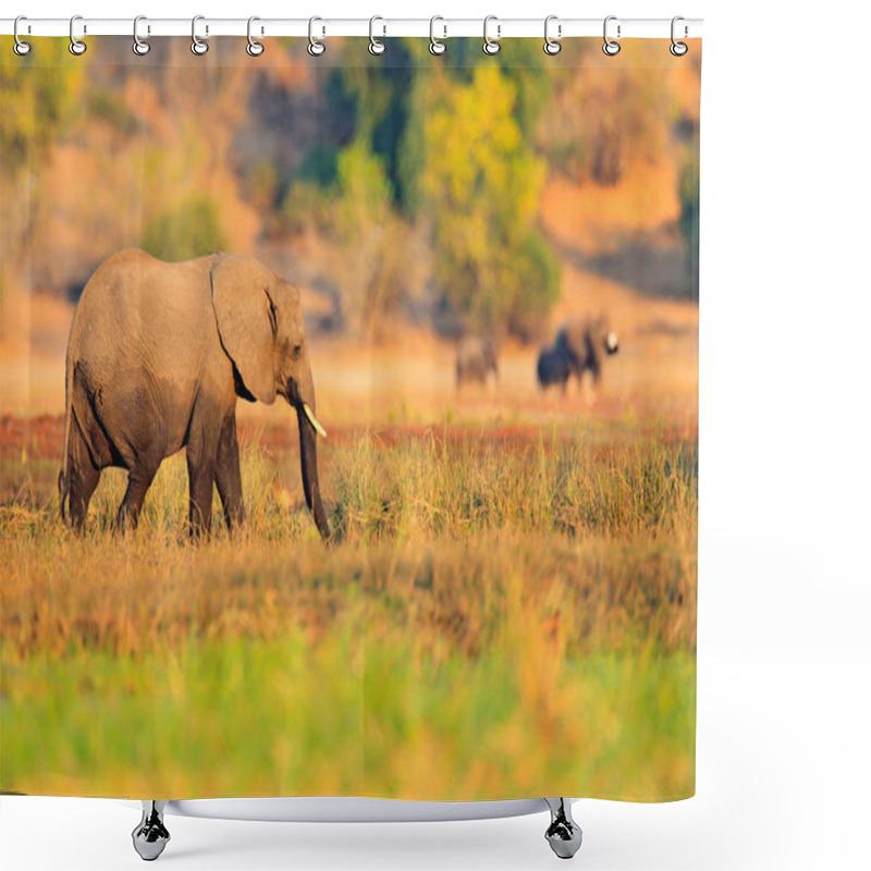 Personality  Elephant In The Grass. Wildlife Scene From Nature. Lake With Big Animals. Water Grass In Big River, Chobe National Park, Botswana, Africa.  Shower Curtains