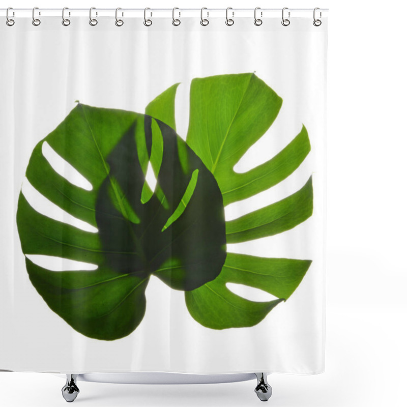 Personality  Two Isolate Dark Green Monstera Large Leaves, Philodendron Tropical Foliage Plant Growing In Wild On White Background. High Quality Photo Shower Curtains