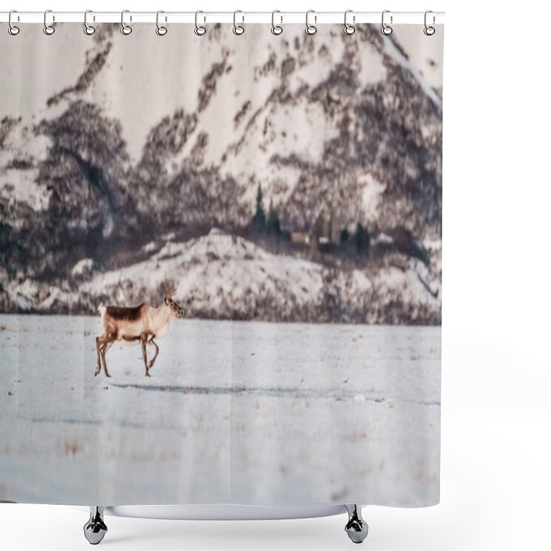 Personality  A Reindeer Running Across A Snowy Field In East Iceland During Winter. Shower Curtains