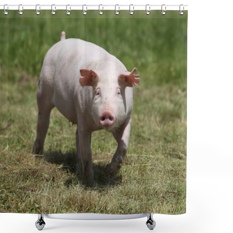 Personality  Little Pink Growing Piglet Grazing On Rural Pig Farm Shower Curtains