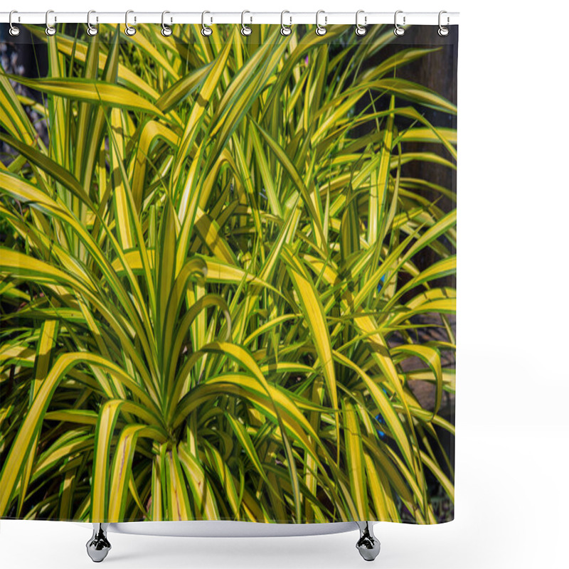 Personality  Leafy Tropical Plant With Green And Yellow Foliage. Natural Floral Photo Background. Tropical Garden Detail Shower Curtains