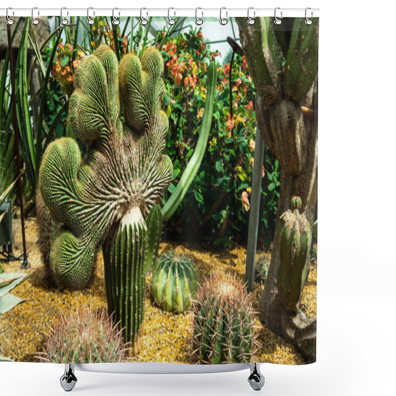 Personality  Fan-shaped Cactus (Carnegiea Gigantea F. Cristata, Crested Saguaro), Crassulas And Other Succulent Plants In Gardens By The Bay, Singapore. Shower Curtains