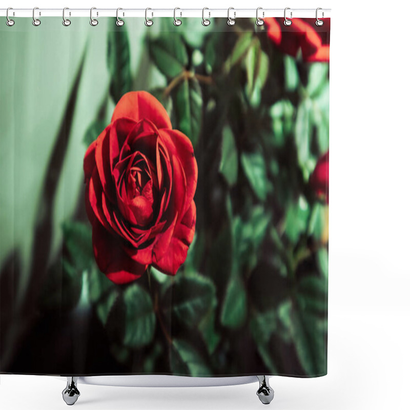 Personality  Beautiful Fragrant Red Rosebud Petals Among Green Foliage View From Above. Growing Flowers In Botanical Garden, Rosarium. Plants Growing For Cosmetics Production. Blooming Roses Bush Background.  Shower Curtains