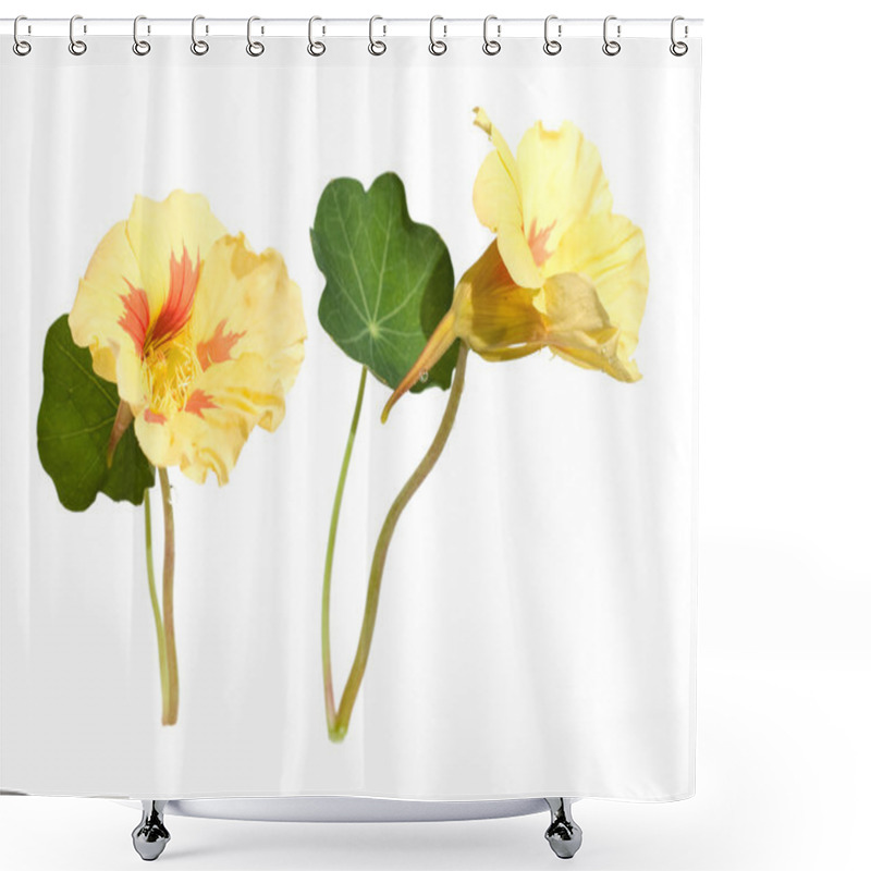 Personality  Yellow And Orange Nasturtium Flowers Isolated On White Shower Curtains