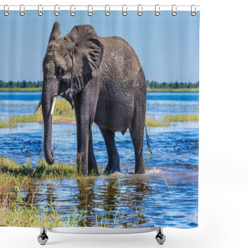 Personality  Big Elephant Standing With Water Shower Curtains