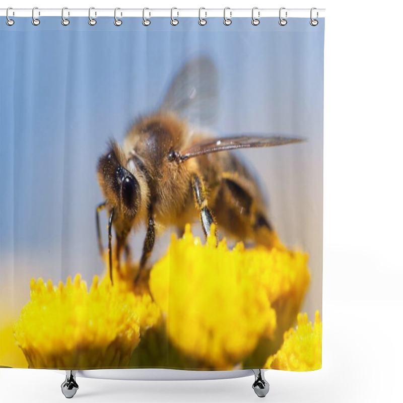 Personality  Bee Or Honeybee In Latin Apis Mellifera Shower Curtains