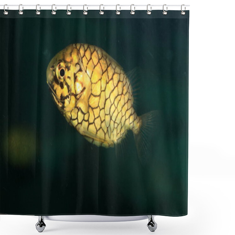 Personality  Pinecone Fish (Monocentris Japonica) In Japan Shower Curtains