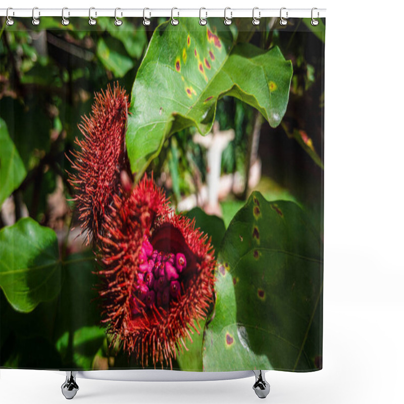 Personality  Close Up On Annatto Fruits Shower Curtains